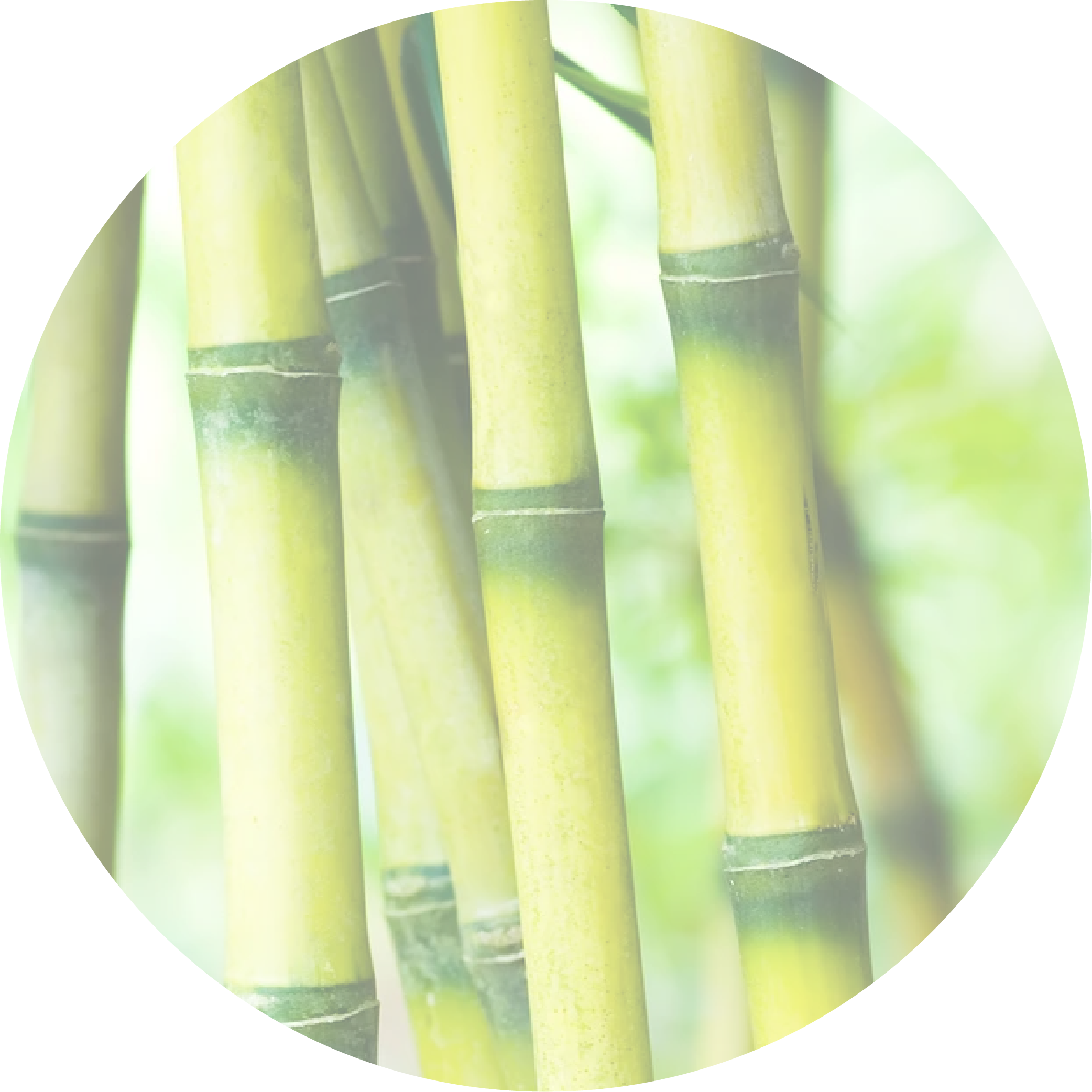 Bamboo+Road Image